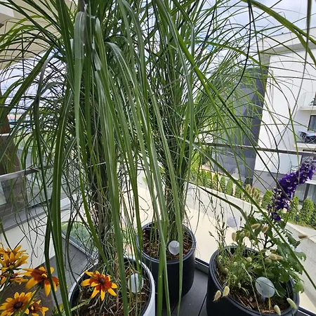 Czarny Slon - Elegancki Z Klimatem *