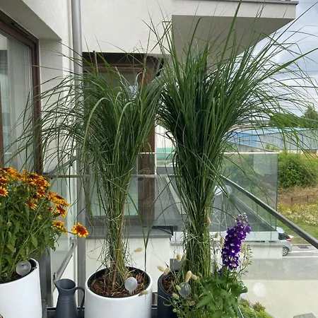 Czarny Slon - Elegancki Z Klimatem * Częstochowa