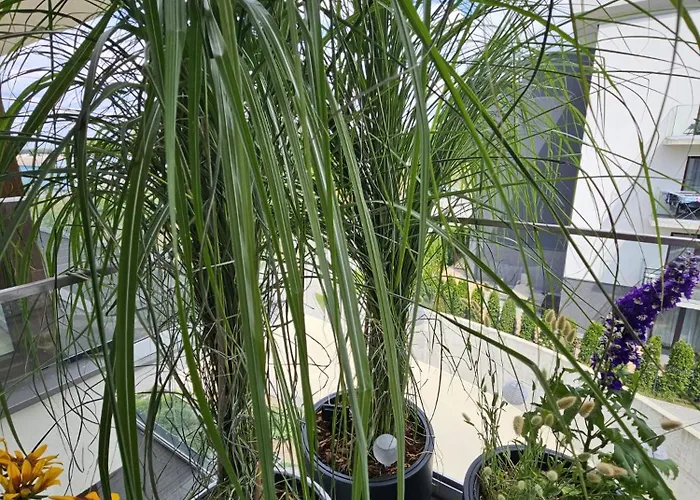 Czarny Slon - Elegancki Z Klimatem *