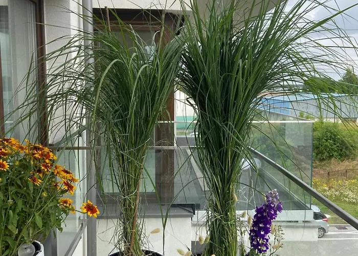 Czarny Slon - Elegancki Z Klimatem * Čenstochová